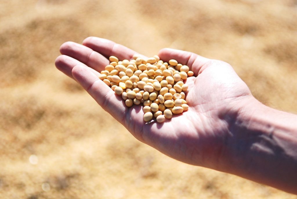 soybean, hand, agro-1831704.jpg