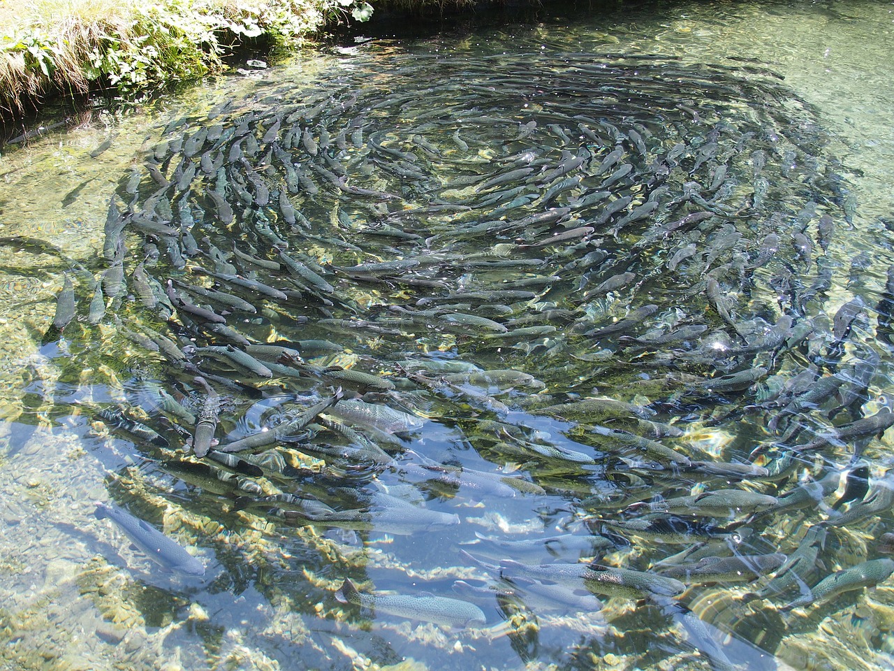 fish farming, fishes, meal-976294.jpg