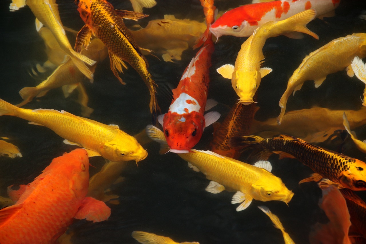 koi fish, fish, pond-7071556.jpg